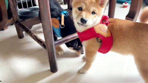 爆料狗狗打架视频播放大全,火爆打架视频大盘点 第2张 爆料狗狗打架视频播放大全,火爆打架视频大盘点 第2张